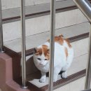우아카센타 이미지