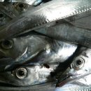 제주은갈치 이미지