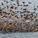 낙동강관리본부 대저생태공원 1 이미지