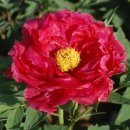 묘목로 | 풍성하고 화려한 겹꽃을 자랑하는 수입 목단, 목단꽃 키우기