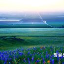 도인로 Daum카페