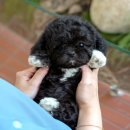 울산 강아지분양 미유펫 이미지