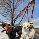 GPS 애견학교 이미지