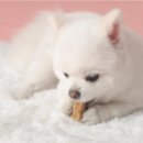 피피브레드 이미지