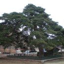 울진소나무 이미지