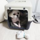 대한켄넬 이미지