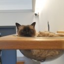 고은동물병원 이미지