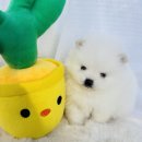 컴투펫 | 원주강아지분양 찾는다면? 충주·강릉에서도 방문하는 컴투펫 후기