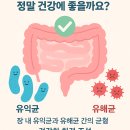 락토바실러스 유산균, 내 몸에 맞는 선택법은?