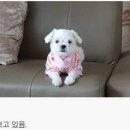 개바라기 이미지