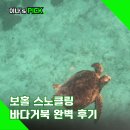 보홀 스노클링 발리카삭 거북이도 만난 완벽 후기