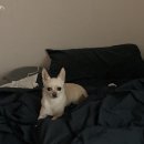 수송반려동물병원 이미지