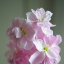 비단향꽃무 이미지