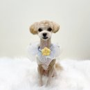 뽀프퍼피 이미지