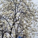 서종의 아침 이미지