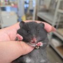 햄스터 라운지 이미지