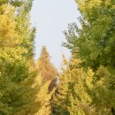 호계로 291번길 이미지