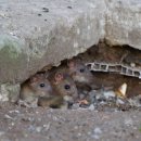 미소축사 | 논산 농가주택 쥐퇴치 후기｜텃밭 쥐굴 서식지 제거 및 유입 차단 완벽 마무리 (미소창방역)