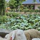 신하농장 | 나트랑 3박 5일, 이번엔 판랑 사막 투어!