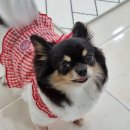 오늘도 이쁘개 이미지