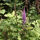 노고단-3 이미지