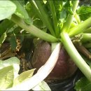 고령농장 이미지