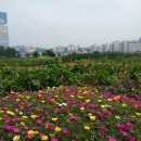 채송화농장 이미지