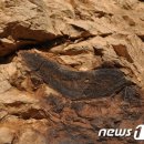 칠곡 금무봉나무고사리화석산지 이미지