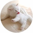 그루밍 나나 이미지