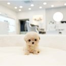 오렌지애견 이미지