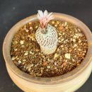 꽃송이가 이미지