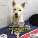 둥이