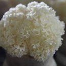 꽃송이가 이미지