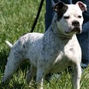 불독(bulldog) 이미지
