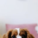 오늘도 예쁜 그루밍 이미지