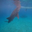 1찍자 2놀자 3뽑자 | 세부 오슬롭 &amp; 투말록 폭포 &amp; 호핑투어 후기