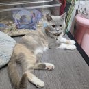 (주)케이지환경 | 페낭 아이랑:: 미니 동물원 카페 솔직후기 &lt;HamCup Mini Zoo And Cafe &gt;