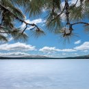 바다소나무 이미지