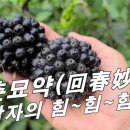 [오가피] 검은 열매가 달리는 산삼 / 피부윤택, 성기능향상, 백모,탈모 예방. 이미지