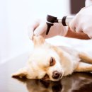 제일동물진단영상센터 이미지