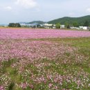 울산 봉계불고기단지에 코스모스 이미지