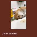 시바견 분양 루이몽 강남본점 네이버블로그