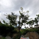 여항산 정원펜션 | 가족끼리 가기 좋은 펜션- 함안 여항산 정원펜션(사랑채2층) 후기