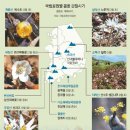 꽃마중 이미지