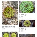 썬앤레인보우 이미지