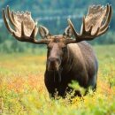 말코농장 이미지