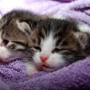 수원고양이분양 나비캣 이미지