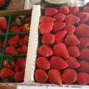 엘에이농장 이미지