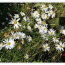 편백산림욕장 진입로 이미지