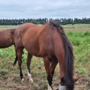 대연목장 이미지